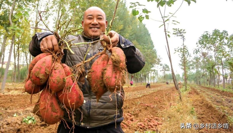 红薯什么时候种植最好「红薯什么时候种植最好 时间」